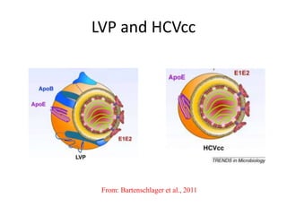 LVP and HCVcc
From: Bartenschlager et al., 2011
 