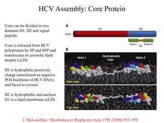 HCV Assembly: Core Protein
J. McLauchlan / Biochimica et Biophysica Acta 1791 (2009) 552–559
Core can be divided to two
domains D1, D2 and signal
peptide.
Core is released from HCV
polyprotein by SP and SPP and
translocates to cytosolic lipid
droplet (cLD)
D1 is hydrophilic positively
charge (attachment to negative
PO4 backbone of HCV RNA)
and faced to cytosol.
D2 is hydrophobic and anchors
D1 to a lipid membrane (cLD) .
 