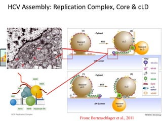 HCV Assembly: Replication Complex, Core & cLD
From: Bartenschlager et al., 2011
 
