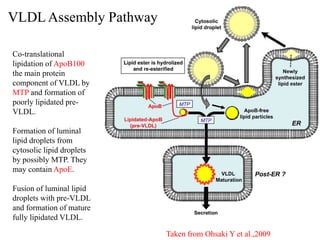 Co-translational
lipidation of ApoB100
the main protein
component of VLDL by
MTP and formation of
poorly lipidated pre-
VLDL.
Formation of luminal
lipid droplets from
cytosolic lipid droplets
by possibly MTP. They
may contain ApoE.
Fusion of luminal lipid
droplets with pre-VLDL
and formation of mature
fully lipidated VLDL.
Taken from Ohsaki Y et al.,2009
VLDLAssembly Pathway
 