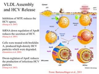 From: Bartenschlager et al., 2011
VLDL Assembly
and HCV Release
Inhibition of MTP, reduces the
HCV egress.
(Huang et al. 2007)
SiRNA down regulation of ApoB
reduces the secretion of HCV.
(Huang et al. 2007)
Cells were treated with brefeldin
A, produced high-density HCV
particles which were degraded.
(Gastaminza et al. 2008)
Dwon-reglation of ApoE reduces
the production of infectious HCV
particles
(Cheng et al. 2007)
 