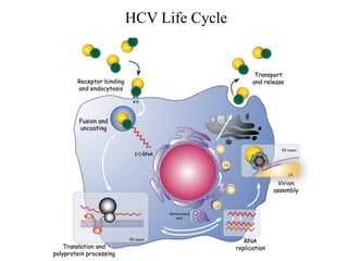 HCV Life Cycle
 