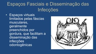 Espaços Fasciais e Disseminação das
Infecções
• Espaços virtuais
limitados pelas fáscias
musculares,
geralmente
preenchidos por
gordura, que facilitam a
disseminação das
infecções
odontogênicas
 