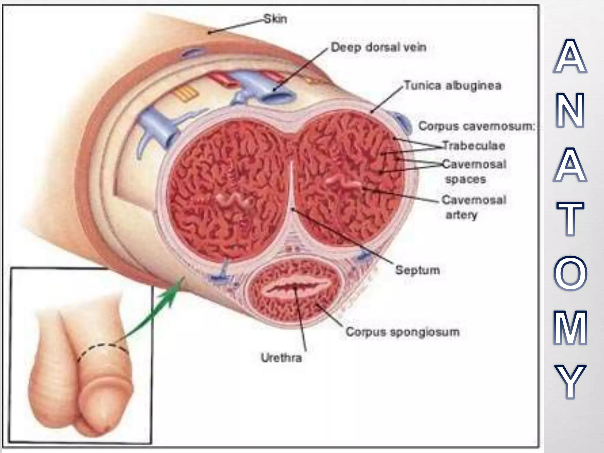 Anatomy and physiology of Erection &