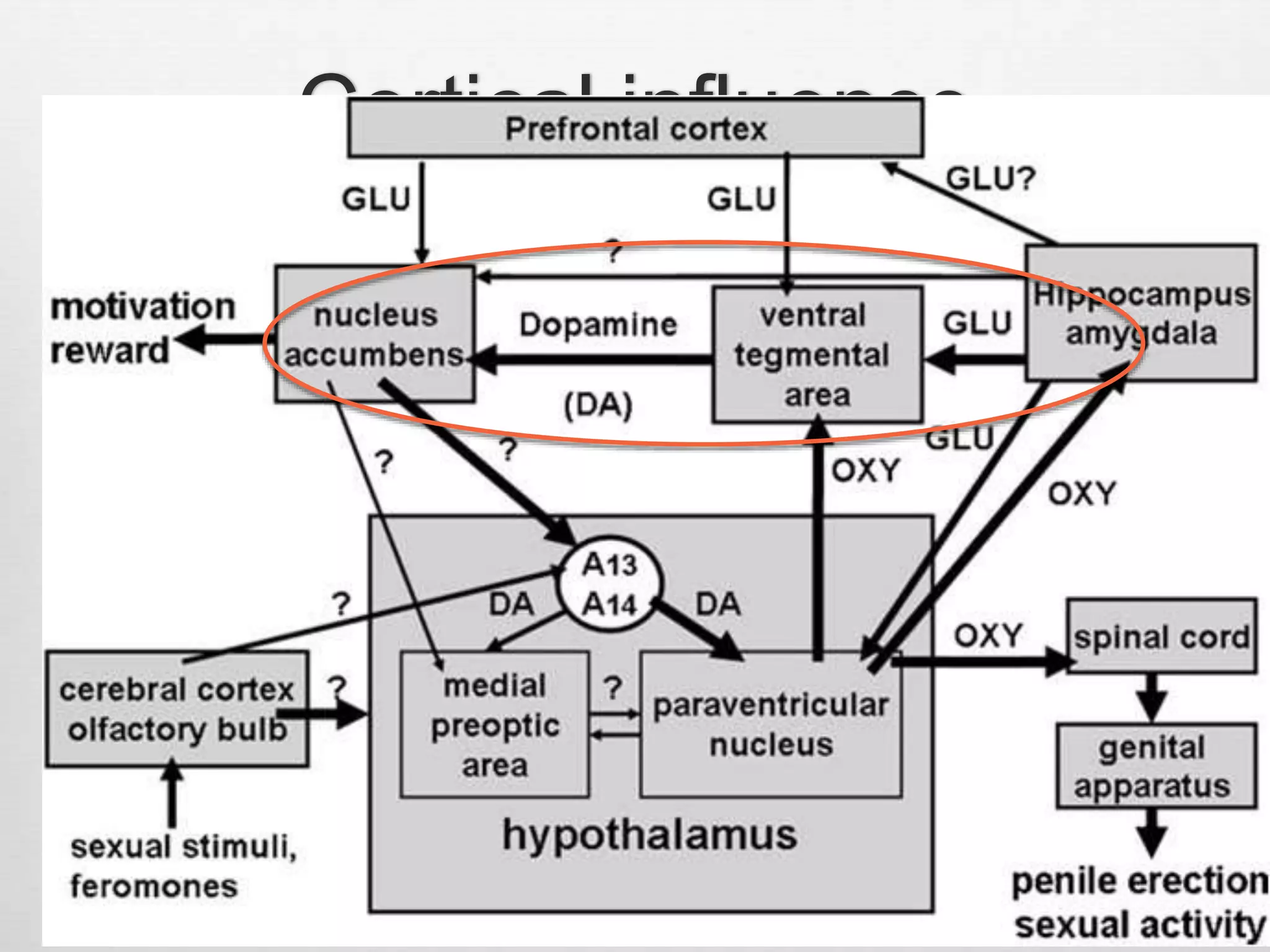 Anatomy and physiology of Erection & pathophysiology of erectile