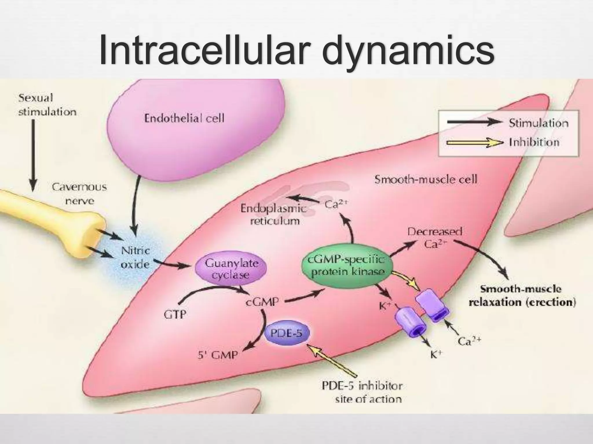 Anatomy and physiology of Erection & pathophysiology of erectile ...