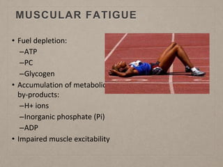 MUSCULAR FATIGUE
• Fuel depletion:
–ATP
–PC
–Glycogen
• Accumulation of metabolic
by-products:
–H+ ions
–Inorganic phosphate (Pi)
–ADP
• Impaired muscle excitability
 