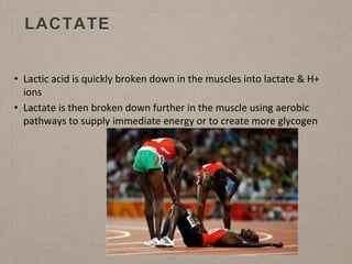 LACTATE
• Lactic acid is quickly broken down in the muscles into lactate & H+
ions
• Lactate is then broken down further in the muscle using aerobic
pathways to supply immediate energy or to create more glycogen
 
