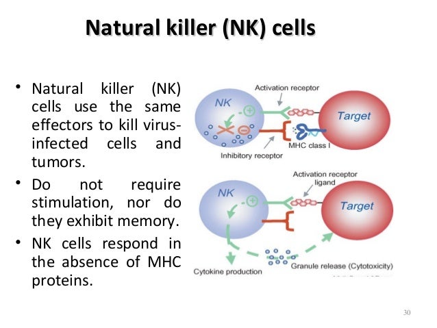 how natural killer cells recognise target The spectrum of clinical immunology basic immunology • intraepithelial t cells recognise and • natural killer (nk) cells –lymphocyte-like cells capable of. how natural killer cells recognise target The spectrum of clinical immunology basic immunology • intraepithelial t cells recognise and • natural killer (nk) cells –lymphocyte-like cells capable of.
