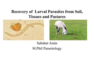 Recovery of Larval Parasites from Soil,
Tissues and Pastures
Sabahat Amin
M.Phil Parasitology
 