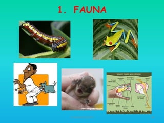 1. FAUNA

HT309JUN2012DUP2

49

 
