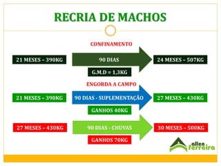 RECRIA DE MACHOS
CONFINAMENTO
21 MESES – 390KG

90 DIAS

24 MESES – 507KG

G.M.D = 1,3KG
ENGORDA A CAMPO
21 MESES – 390KG

90 DIAS - SUPLEMENTAÇÃO

27 MESES – 430KG

GANHOS 40KG
27 MESES – 430KG

90 DIAS - CHUVAS
GANHOS 70KG

30 MESES – 500KG

 