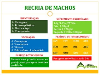 RECRIA DE MACHOS
IDENTIFICAÇÃO





Tatuagens
Brincos plásticos
Marca a fogo
Transponder
VACINAÇÃO






Carrapatos
Verminoses
Viroses
Febre aftosa  calendário
PASTEJO ROTACIONADO

Garante uma pressão maior no
pastejo, com pastagens de ótima
qualidade.

SUPLEMENTO PROTEÍNADO

1,0g/1,0% /PV/dia
Cria  90g/d
Recria 170g/d
Engorda 200 e 300g/d
PERÍODO DE FORNECIMENTO
JAN

FEV

MAR

ABR

MAI

JUN

JUL

AGO

SET

OUT

NOV

DEZ

Pesagens periódicas a cada 30d

 