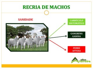 RECRIA DE MACHOS
SANIDADE

CARBÚCULO
SINTOMÁTICO

GANGRENA
GASOSA

FEBRE
AFTOSA

 