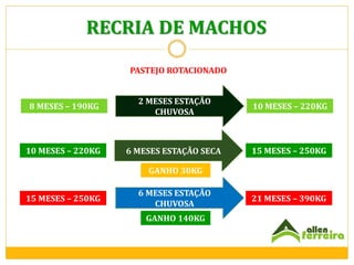 RECRIA DE MACHOS
PASTEJO ROTACIONADO

8 MESES – 190KG

2 MESES ESTAÇÃO
CHUVOSA

10 MESES – 220KG

10 MESES – 220KG

6 MESES ESTAÇÃO SECA

15 MESES – 250KG

GANHO 30KG
15 MESES – 250KG

6 MESES ESTAÇÃO
CHUVOSA
GANHO 140KG

21 MESES – 390KG

 