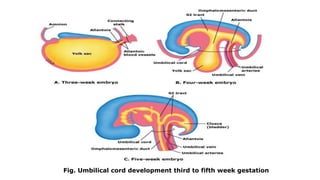 Fig. Umbilical cord development third to fifth week gestation
 