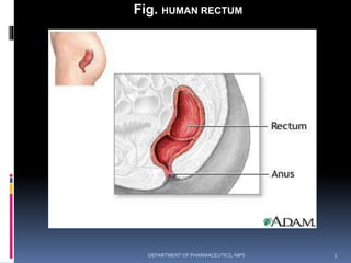 Fig. HUMAN RECTUM
3DEPARTMENT OF PHARMACEUTICS, NIPS
 