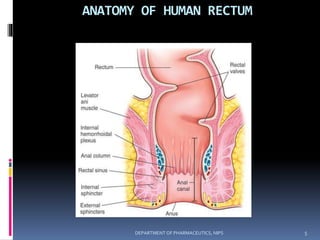 ANATOMY OF HUMAN RECTUM
5DEPARTMENT OF PHARMACEUTICS, NIPS
 