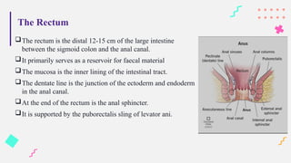 The Rectum
The rectum is the distal 12-15 cm of the large intestine
between the sigmoid colon and the anal canal.
It primarily serves as a reservoir for faecal material
The mucosa is the inner lining of the intestinal tract.
The dentate line is the junction of the ectoderm and endoderm
in the anal canal.
At the end of the rectum is the anal sphincter.
It is supported by the puborectalis sling of levator ani.
 