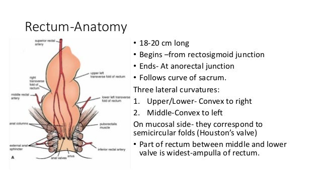 Rectal Prolapse