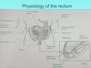 Physiology of the rectum
 