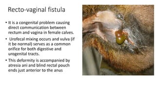 Recto-vaginal fistula
• It is a congenital problem causing
direct communication between
rectum and vagina in female calves.
• Urofecal mixing occurs and vulva (if
it be normal) serves as a common
orifice for both digestive and
urogenital tracts.
• This deformity is accompanied by
atresia ani and blind rectal pouch
ends just anterior to the anus
 