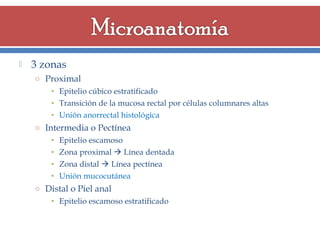 

3 zonas
o Proximal

• Epitelio cúbico estratificado
• Transición de la mucosa rectal por células columnares altas
• Unión anorrectal histológica
o Intermedia o Pectínea

•
•
•
•

Epitelio escamoso
Zona proximal  Línea dentada
Zona distal  Línea pectínea
Unión mucocutánea

o Distal o Piel anal

• Epitelio escamoso estratificado

 