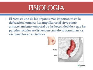 

El recto es uno de los órganos más importantes en la
defecación humana. La ampolla rectal sirve como
almacenamiento temporal de las heces, debido a que las
paredes rectales se distienden cuando se acumulan los
excrementos en su interior.

 