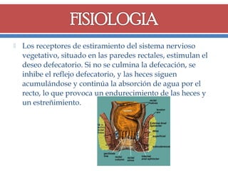 

Los receptores de estiramiento del sistema nervioso
vegetativo, situado en las paredes rectales, estimulan el
deseo defecatorio. Si no se culmina la defecación, se
inhibe el reflejo defecatorio, y las heces siguen
acumulándose y continúa la absorción de agua por el
recto, lo que provoca un endurecimiento de las heces y
un estreñimiento.

 