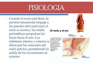 

Cuando el recto está lleno, la
presión intrarrectal empuja a
las paredes del canal anal, el
recto se acorta y las ondas
peristálticas propulsan las
heces hacia el ano. Los
esfínteres interno y externo se
abren por los músculos del
suelo pélvico, permitiendo la
salida de los excrementos al
exterior

 