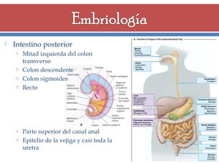

Intestino posterior
o Mitad izquierda del colon

transverso
o Colon descendente
o Colon sigmoides
o Recto

o Parte superior del canal anal
o Epitelio de la vejiga y casi toda la

uretra

 