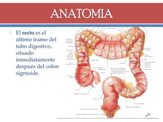 

El recto es el
último tramo del
tubo digestivo,
situado
inmediatamente
después del colon
sigmoide.

 