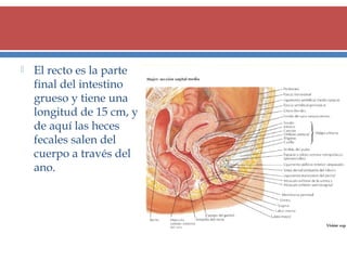 

El recto es la parte
final del intestino
grueso y tiene una
longitud de 15 cm, y
de aquí las heces
fecales salen del
cuerpo a través del
ano.

 