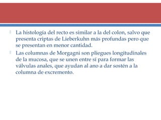 



La histología del recto es similar a la del colon, salvo que
presenta criptas de Lieberkuhn más profundas pero que
se presentan en menor cantidad.
Las columnas de Morgagni son pliegues longitudinales
de la mucosa, que se unen entre sí para formar las
válvulas anales, que ayudan al ano a dar sostén a la
columna de excremento.

 