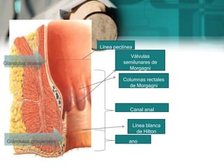 Canal anal
ano
Línea pectínea
Columnas rectales
de Morgagni
Válvulas
semilunares de
Morgagni
Línea blanca
de Hilton
Glándulas anales
Glándulas circuanales
 