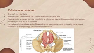 ● Gran esfínter voluntario
● Banda ancha a cada lado de los 2 tercios inferiores del canal anal
● Fijado anterior al cuerpo perineal y posterior al cóccix por ligamento anococcígeo, y se fusiona
posterior por el músculo puborrectal
● Inervado por S4 pero igual recibe fibras del nervio puborrectal como el elevador del ano para
contraerse al mismo tiempo y mantener la continencia
Esfinter externo del ano
 
