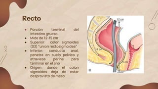 Recto
● Porción terminal del
intestino grueso
● Mide de 12-15 cm
● Superior: colon sigmoides
(S3) ”union rectosigmoidea”
● Inferior: conducto anal,
penetra en suelo pelvico y
atraviesa perine para
terminar en el ano
● Origen: donde el colon
sigmoides deja de estar
desprovisto de meso
 