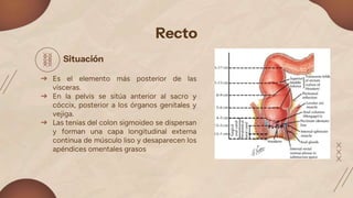 Que Significa Recto recto y ano.pptx