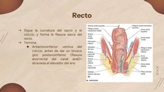 recto y ano.pptx