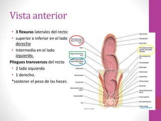 Recto y ano anat | PPTX