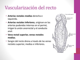 Recto y ano anat | PPTX