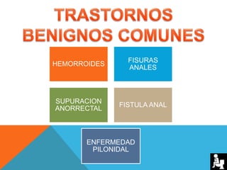 HEMORROIDES
FISURAS
ANALES
SUPURACION
ANORRECTAL
FISTULA ANAL
ENFERMEDAD
PILONIDAL
 