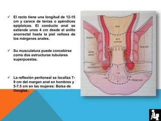  El recto tiene una longitud de 12-15
cm y carece de tenias o apéndices
epiploicos. El conducto anal se
extiende unos 4 cm desde el anillo
anorrectal hasta la piel vellosa de
los márgenes anales.
 Su musculatura puede concebirse
como dos estructuras tubulares
superpuestas.
 La reflexión peritoneal se localiza 7-
9 cm del margen anal en hombres y
5-7.5 cm en las mujeres: Bolsa de
Douglas.
 