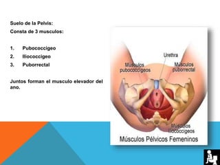 Suelo de la Pelvis:
Consta de 3 musculos:
1. Pubococcigeo
2. Iliococcigeo
3. Puborrectal
Juntos forman el musculo elevador del
ano.
 
