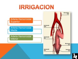 Arteria Hemorroidal
Superior
Arteria Hemorroidal
Media
Arteria Hemorroidal
Inferior
 