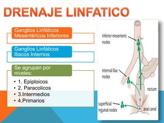 Ganglios Linfáticos
Mesentéricos Inferiores
Ganglios Linfáticos
Iliacos Internos
• 1. Epiploicos
• 2. Paracolicos
• 3.Intermedios
• 4.Primarios
Se agrupan por
niveles:
 