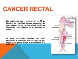 Las neoplasias que se originan en los 15 cm
distales del intestino grueso comparten un
gran número de las características genéticas,
biológicas y morfológicas de los tumores del
colon.
Es muy importante examinar de forma
exhaustiva y adecuada los tumores de esta
región para poder elegir el tratamiento más
adecuado.
 