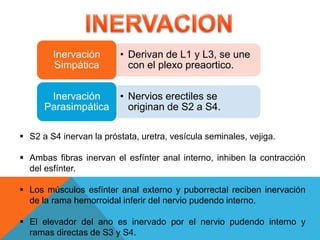 • Derivan de L1 y L3, se une
con el plexo preaortico.
Inervación
Simpática
• Nervios erectiles se
originan de S2 a S4.
Inervación
Parasimpática
 S2 a S4 inervan la próstata, uretra, vesícula seminales, vejiga.
 Ambas fibras inervan el esfínter anal interno, inhiben la contracción
del esfínter.
 Los músculos esfínter anal externo y puborrectal reciben inervación
de la rama hemorroidal inferir del nervio pudendo interno.
 El elevador del ano es inervado por el nervio pudendo interno y
ramas directas de S3 y S4.
 
