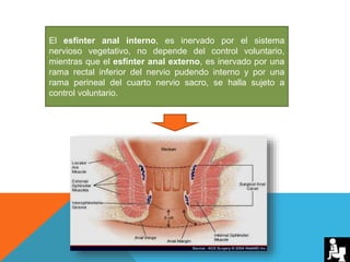 El esfínter anal interno, es inervado por el sistema
nervioso vegetativo, no depende del control voluntario,
mientras que el esfínter anal externo, es inervado por una
rama rectal inferior del nervio pudendo interno y por una
rama perineal del cuarto nervio sacro, se halla sujeto a
control voluntario.
 