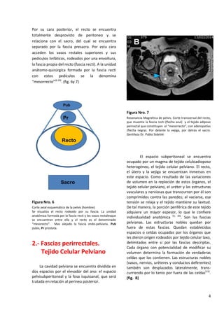 Anatomia Quirúrgica de Recto y Ano | PDF